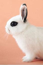 开发者介绍《雨中冒险2》风暴探寻者DLC新内容